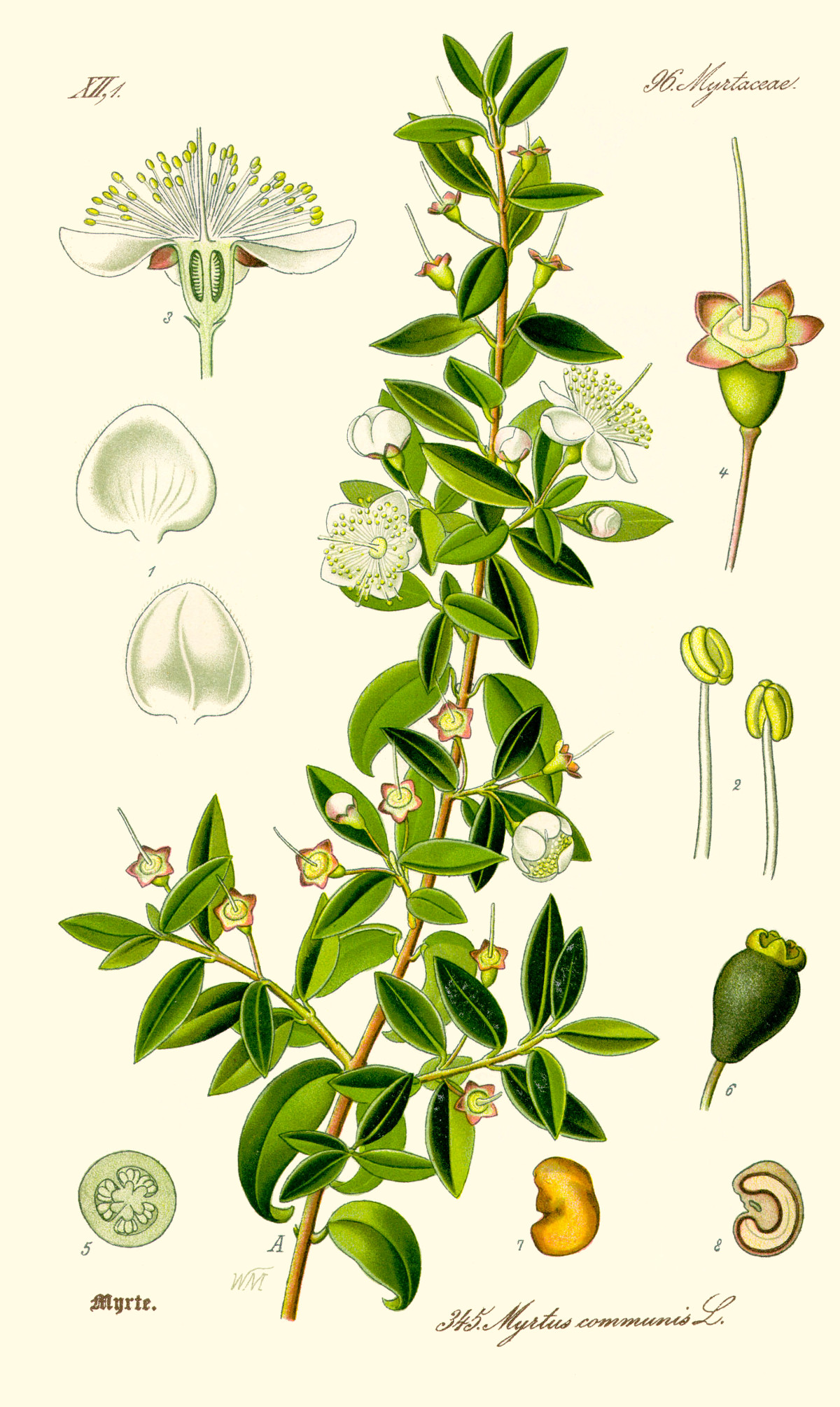 myrtus_communis.jpg