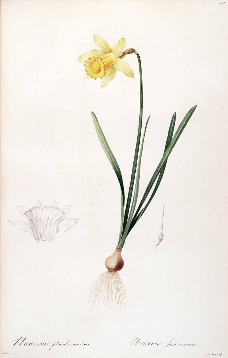 narcissus_pseudonarcissus.jpg