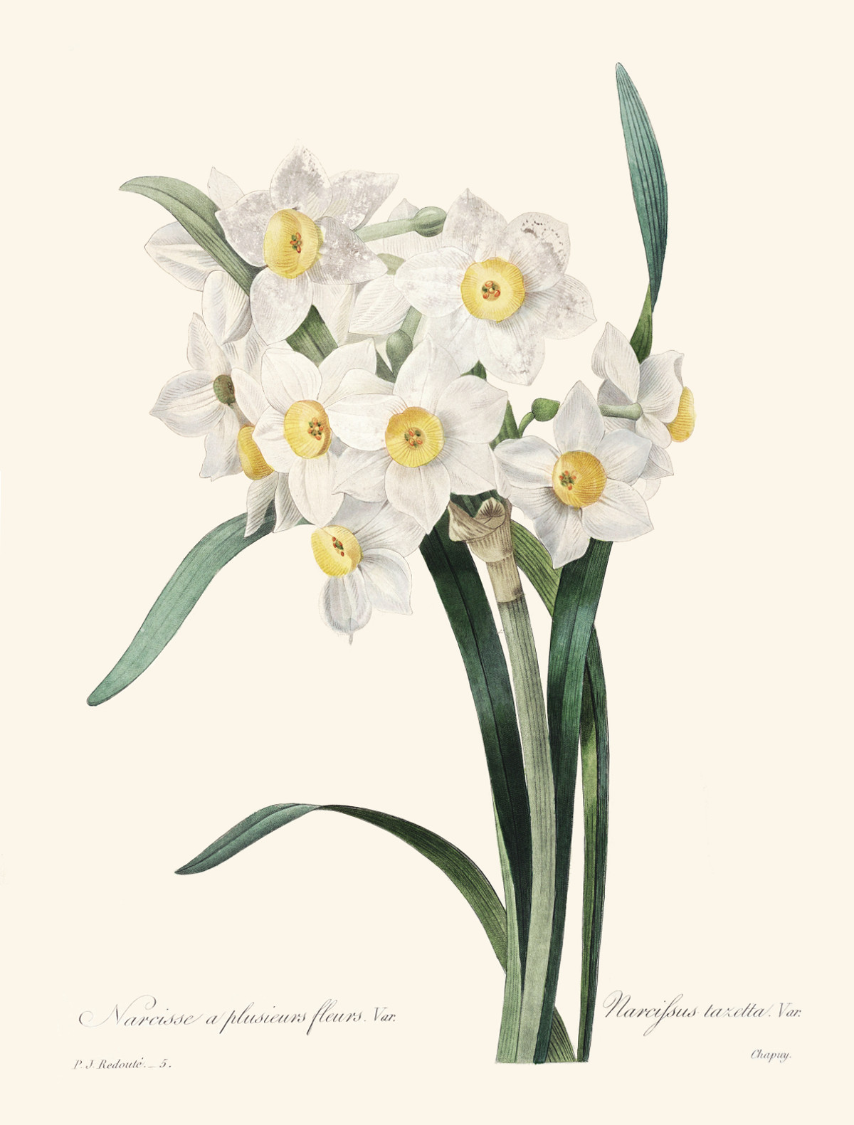 narcissus_tazetta.jpg