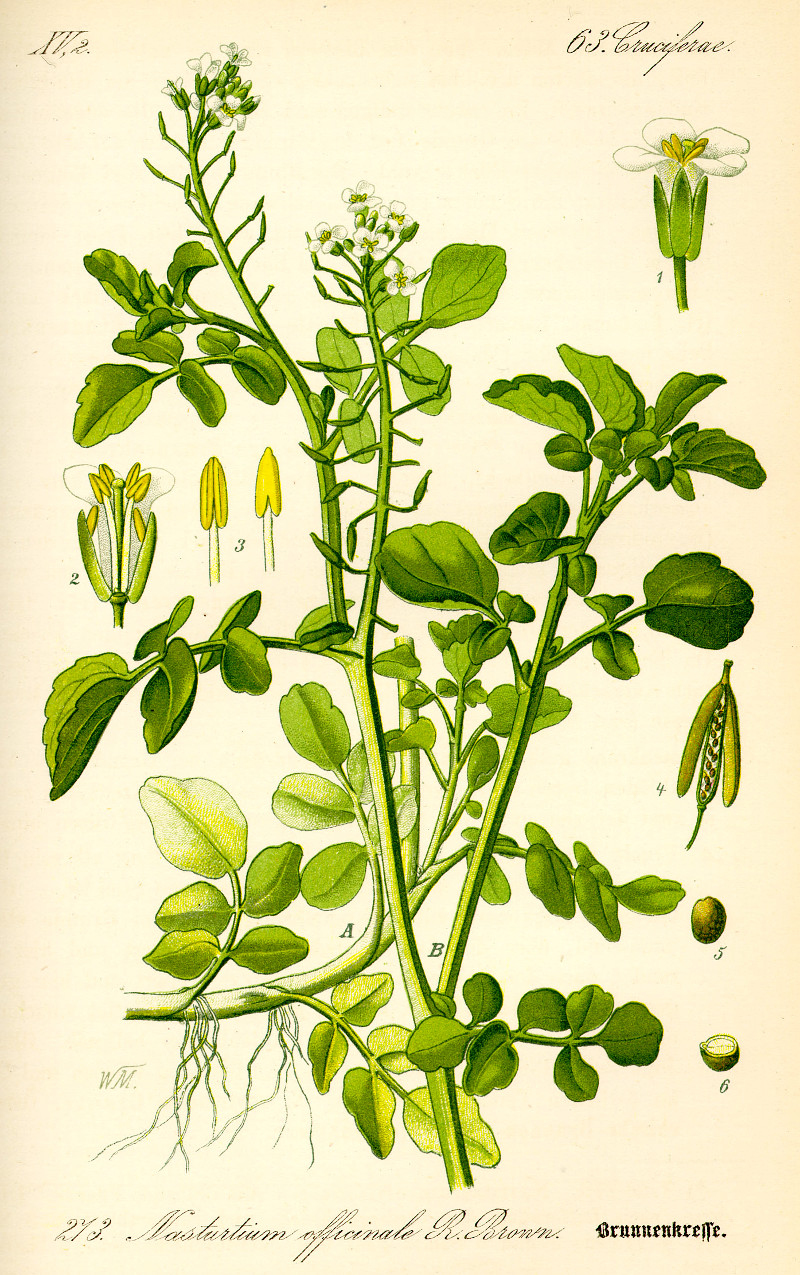 nasturtium_officinale.jpg