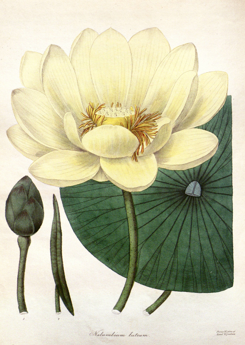 nelumbo_lutea.jpg