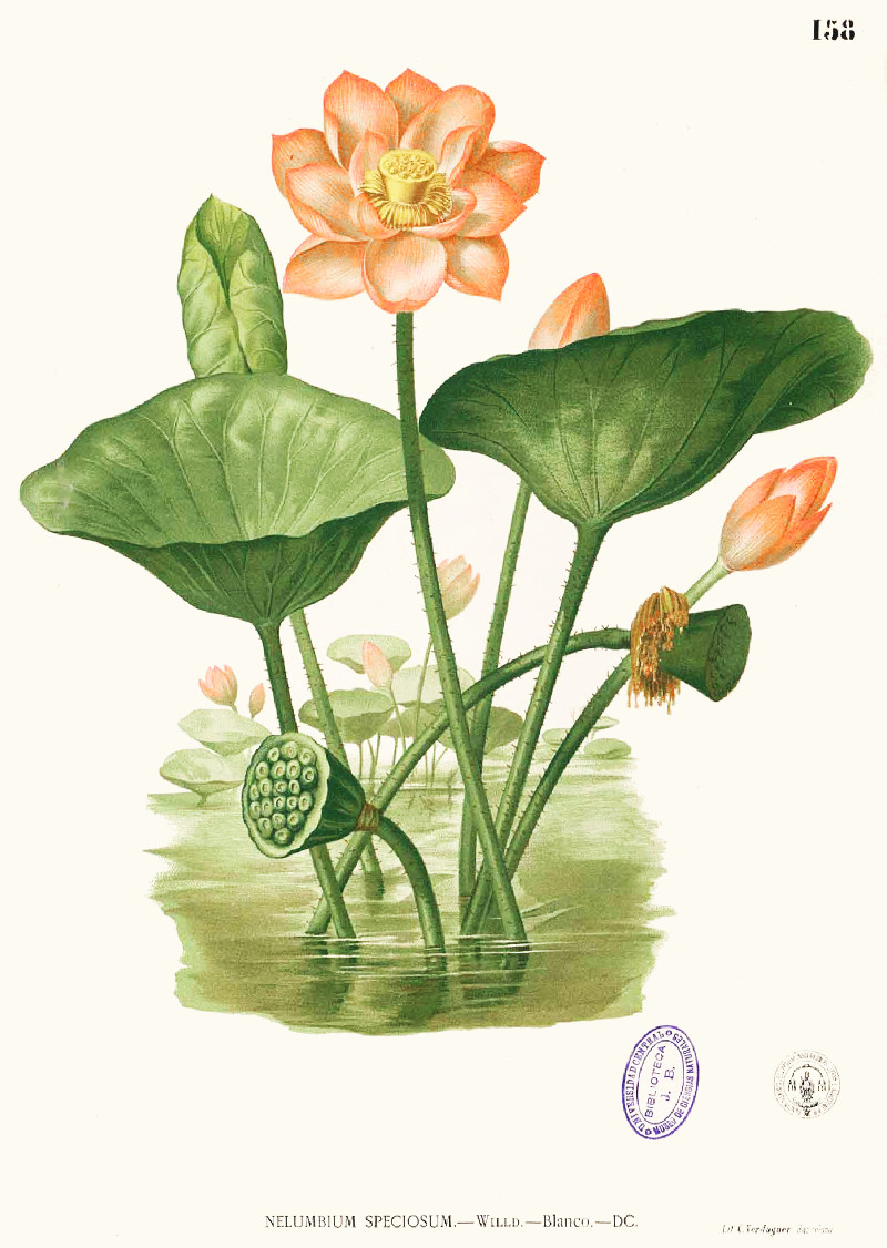 nelumbo_nucifera.jpg