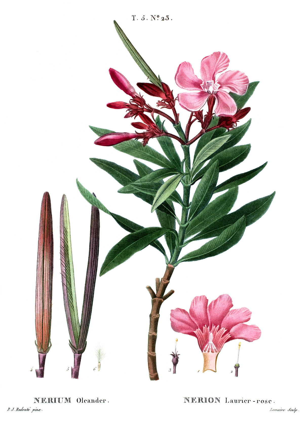 nerium_oleander.jpg