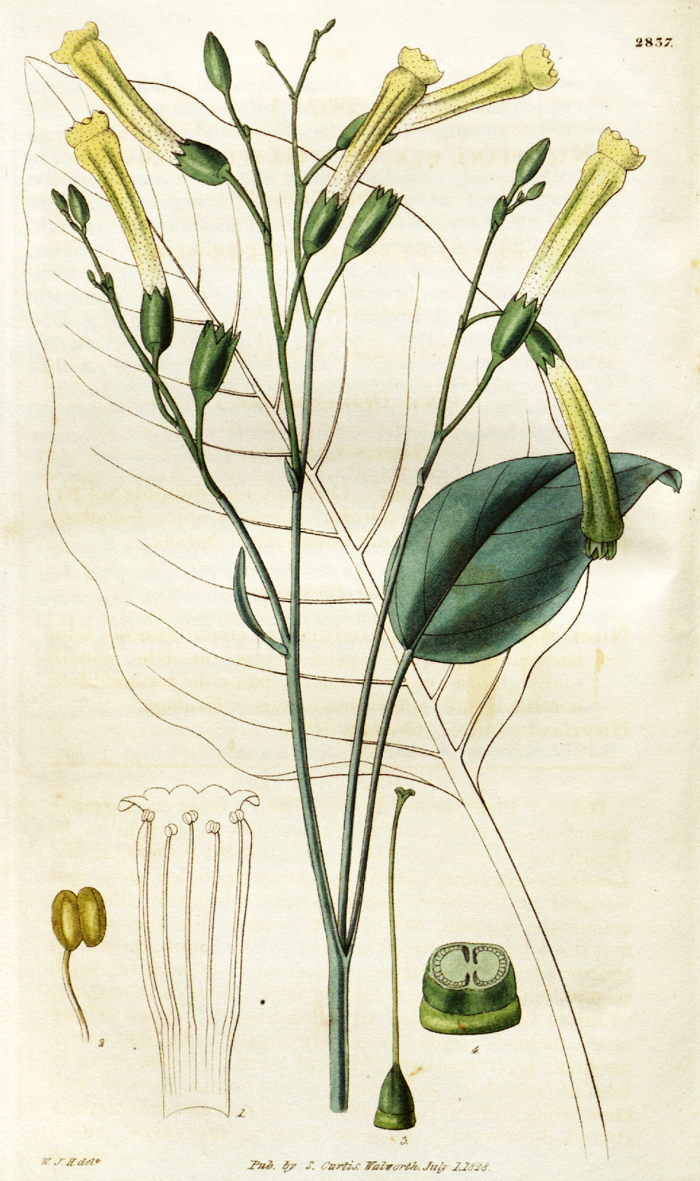 nicotiana_glauca.jpg