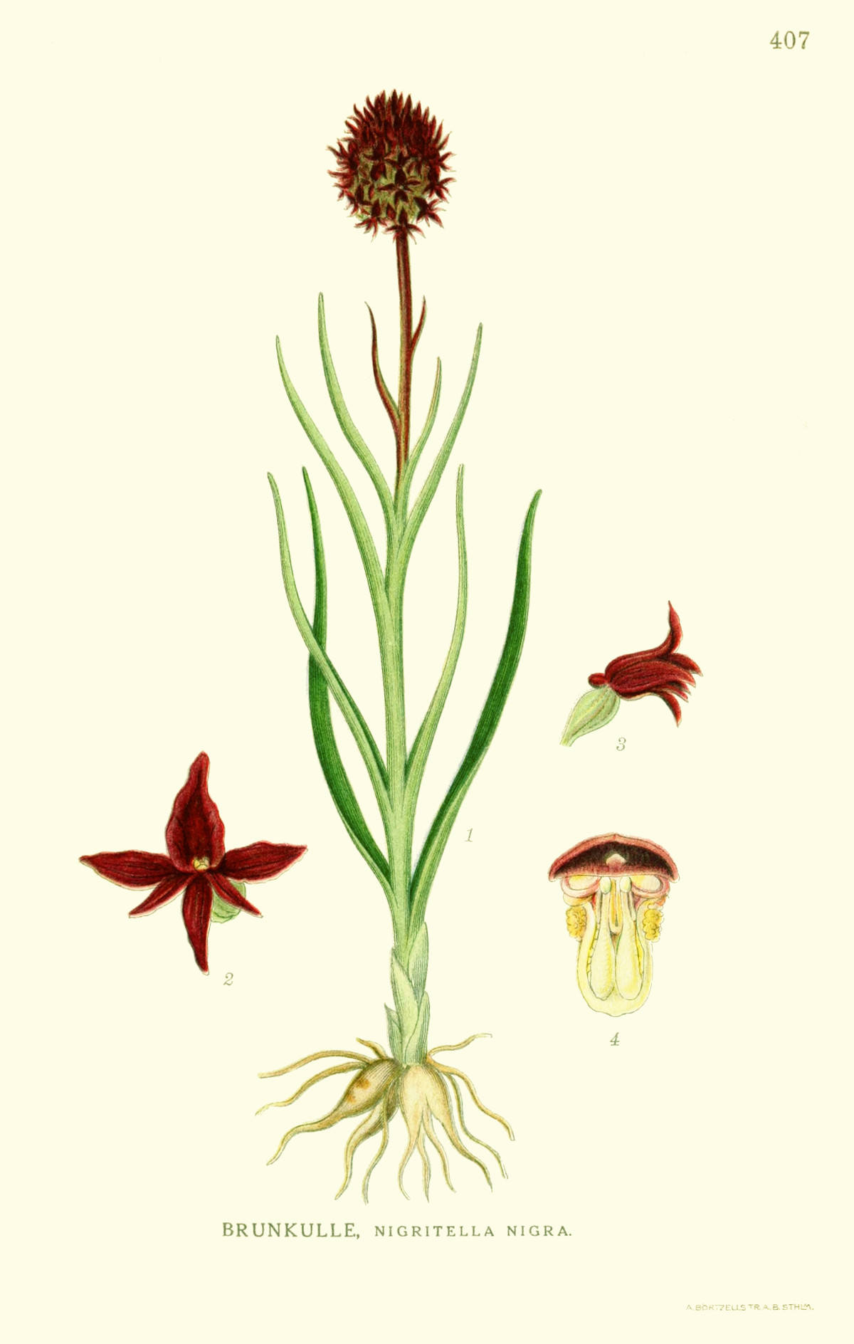 nigritella_nigra.jpg