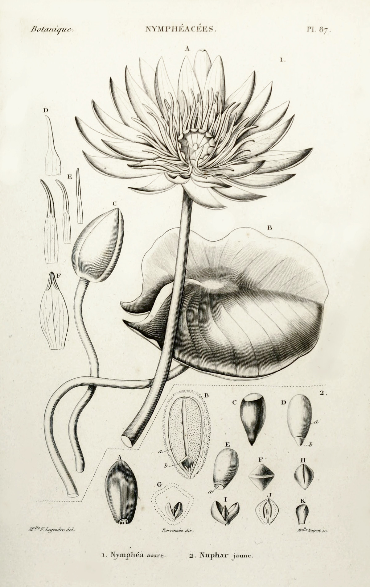 nymphaea_azure.jpg