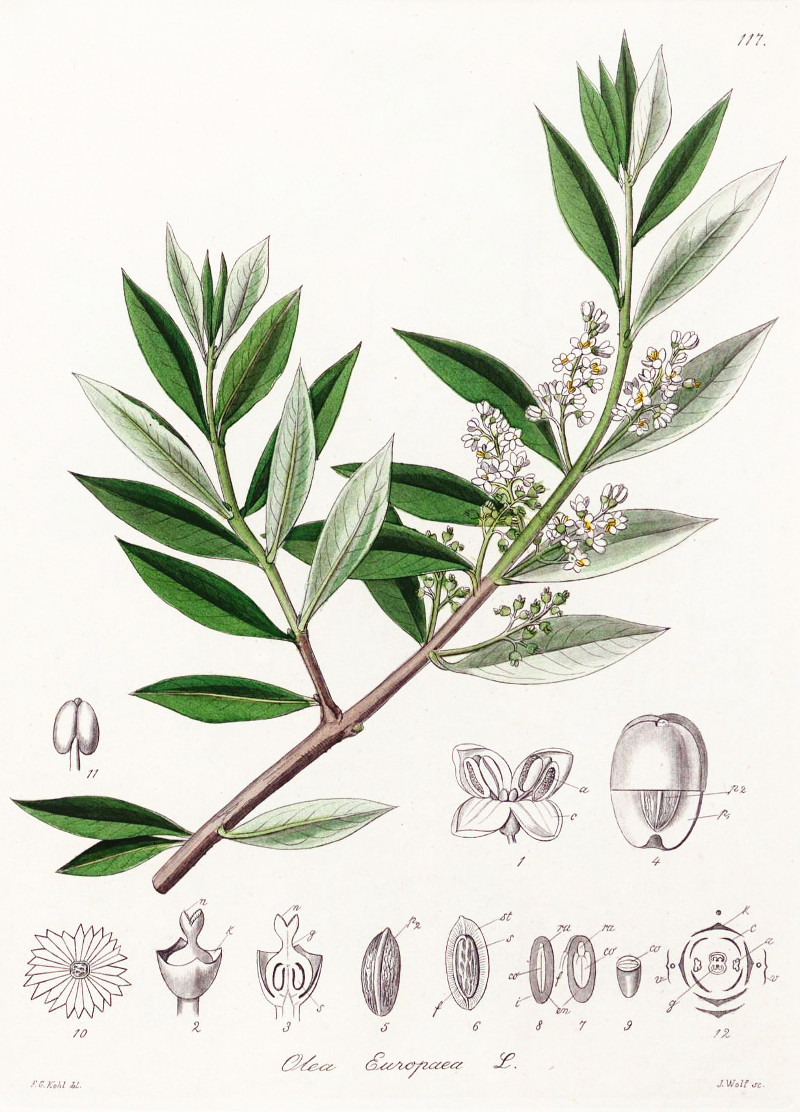 olea_europaea.jpg