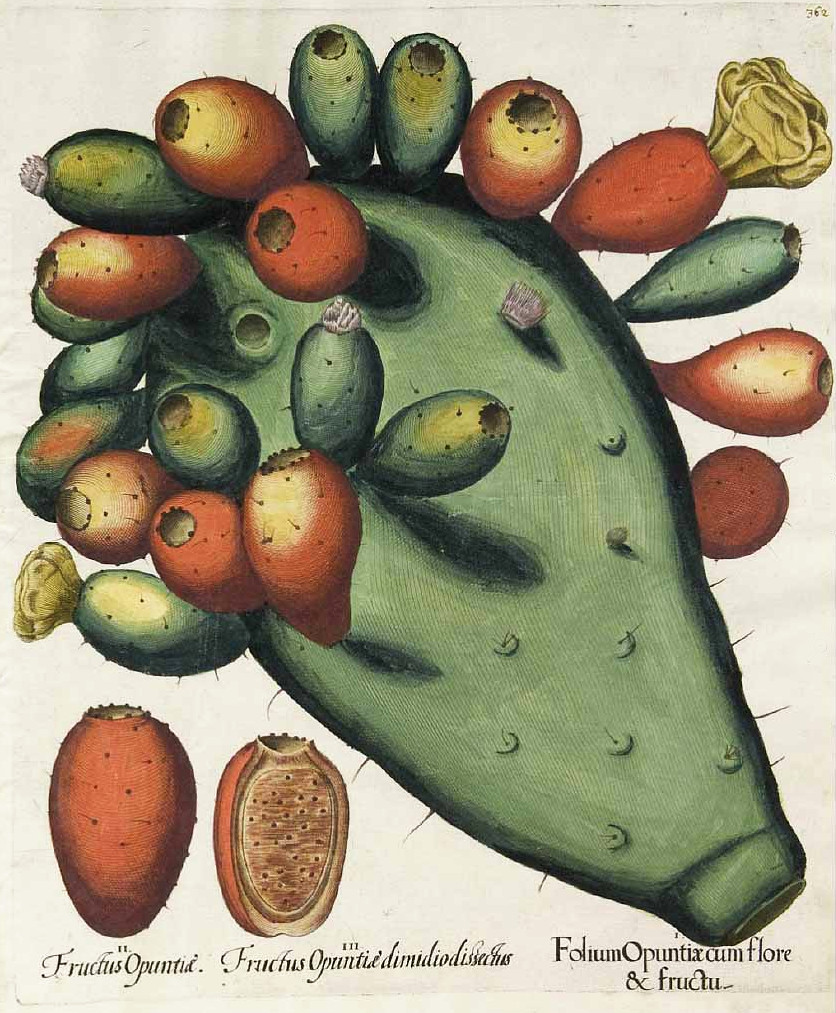 opuntia.jpg