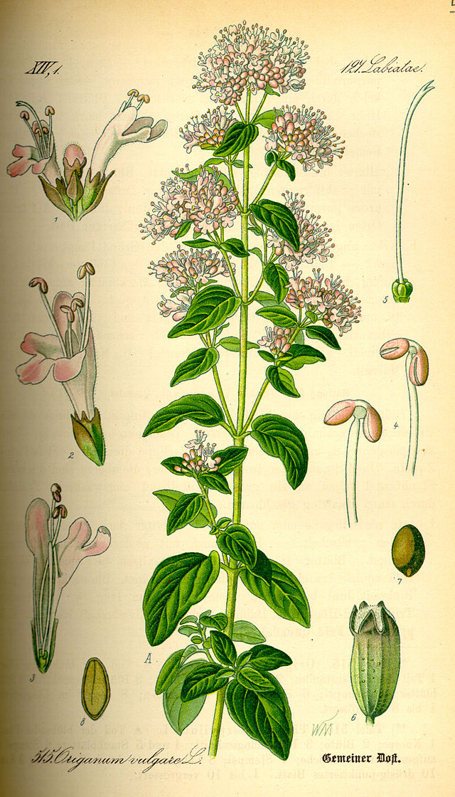 origanum_vulgare_d.jpg