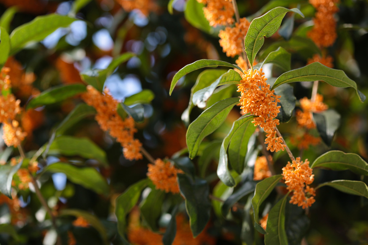 osmanthus_fragrans_orange.jpg