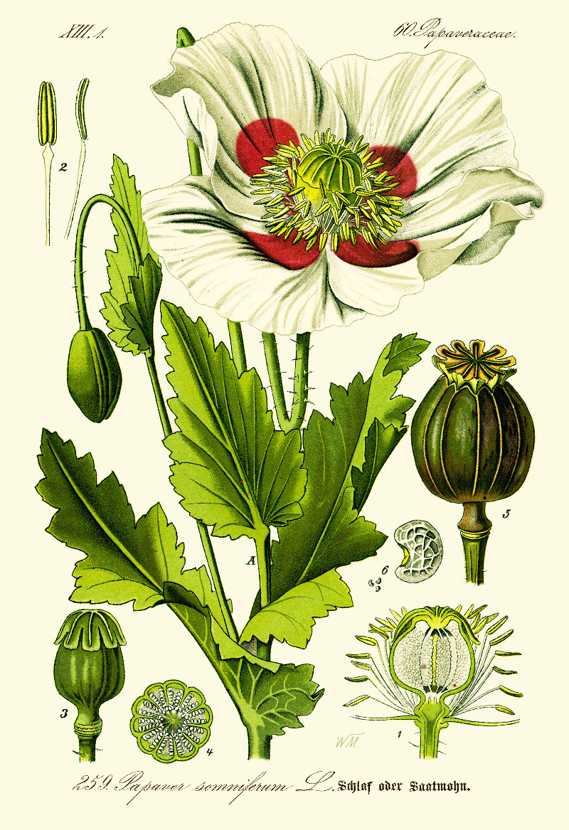 papaver_somniferum.jpg