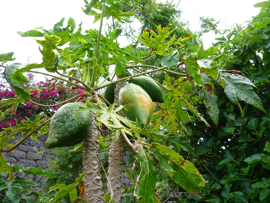 papaya.jpg
