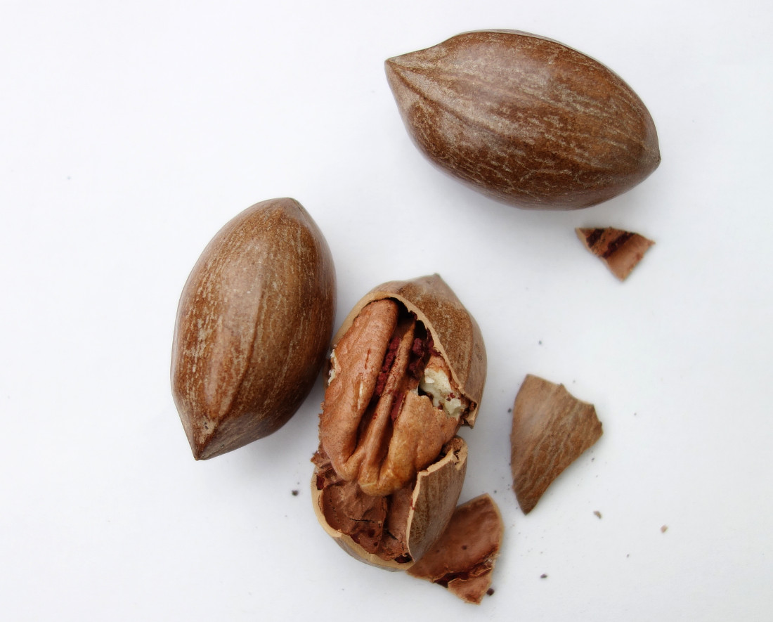 pecan_seed.jpg