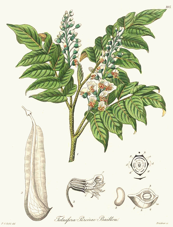 perubalsam.jpg