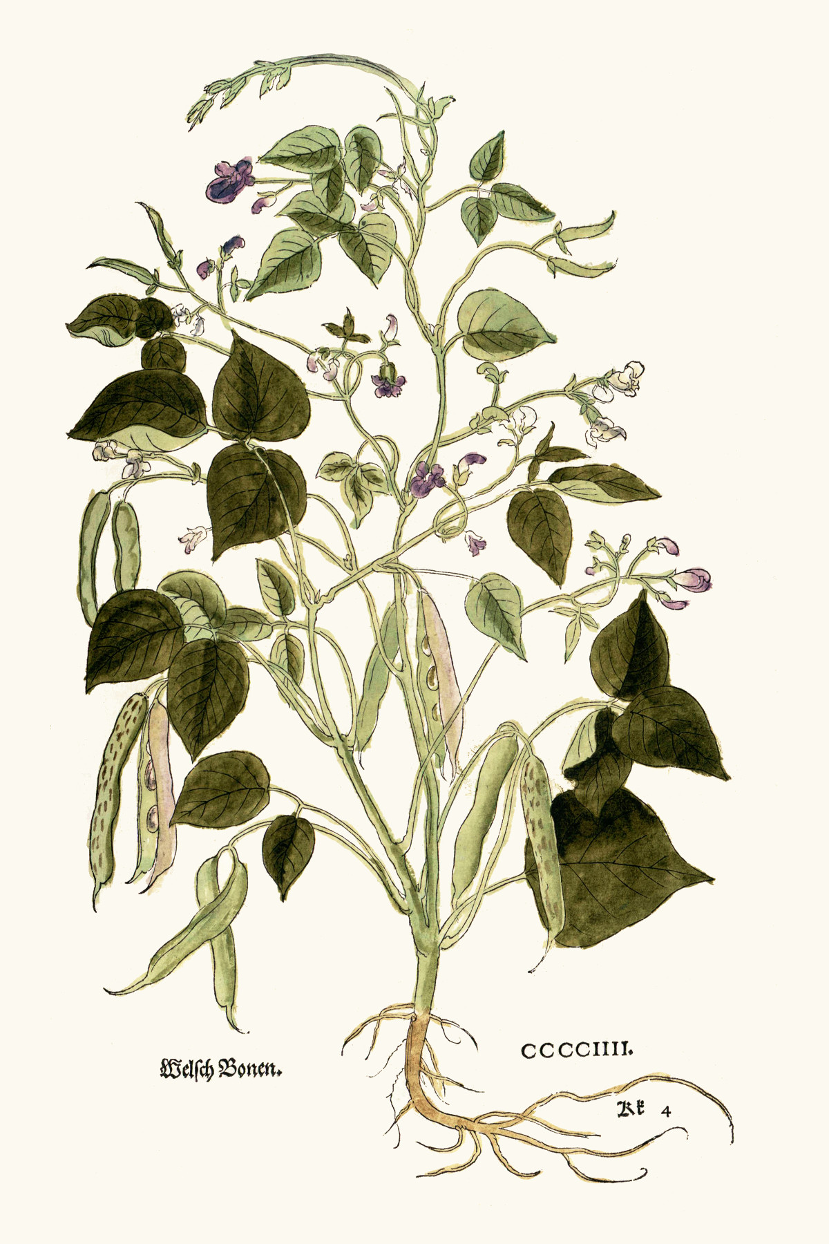 phaseolus_vulgaris.jpg