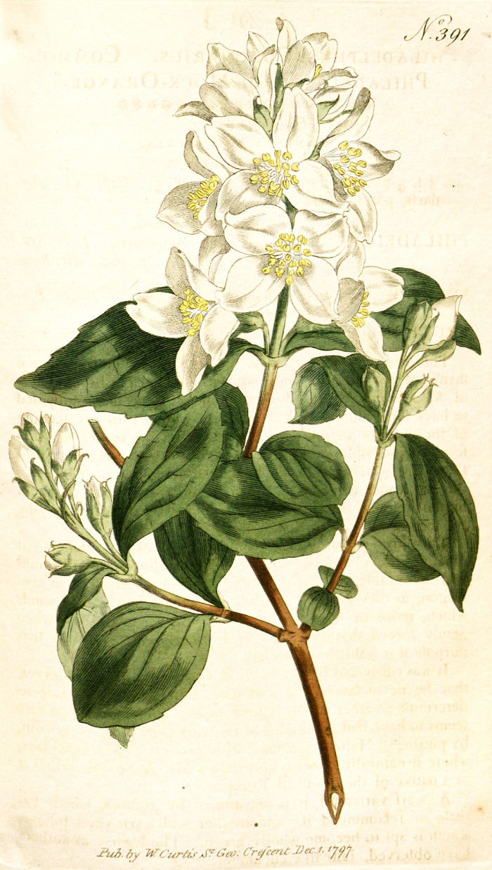 philadelphus_cor_curtis.jpg