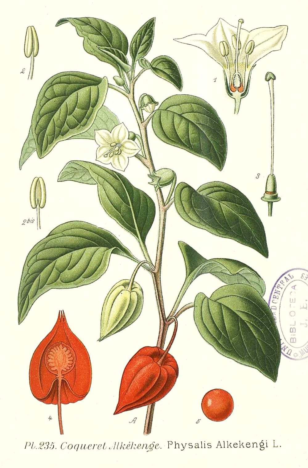 physalis_alkekengi.jpg