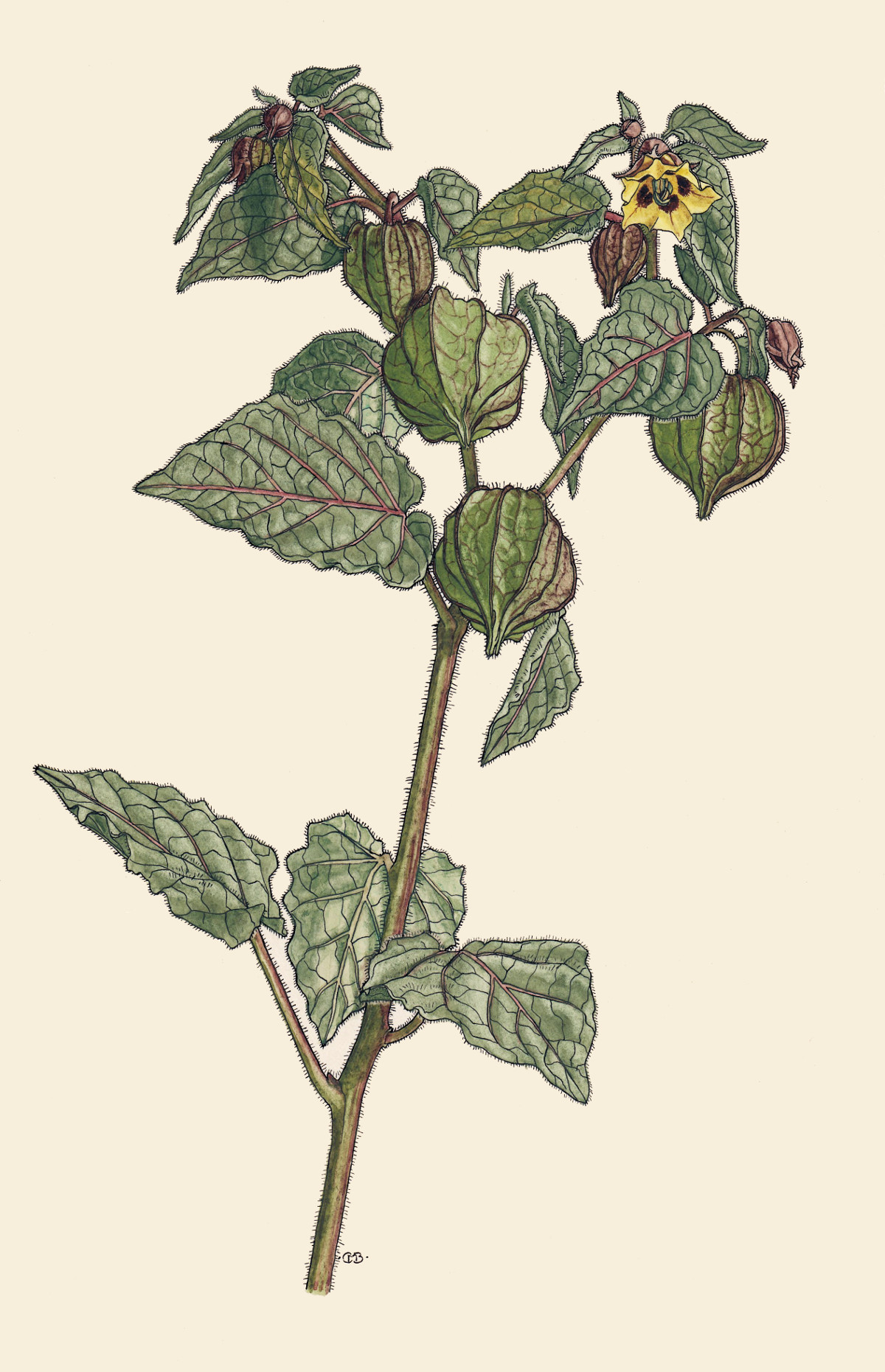 physalis_peruviana.jpg
