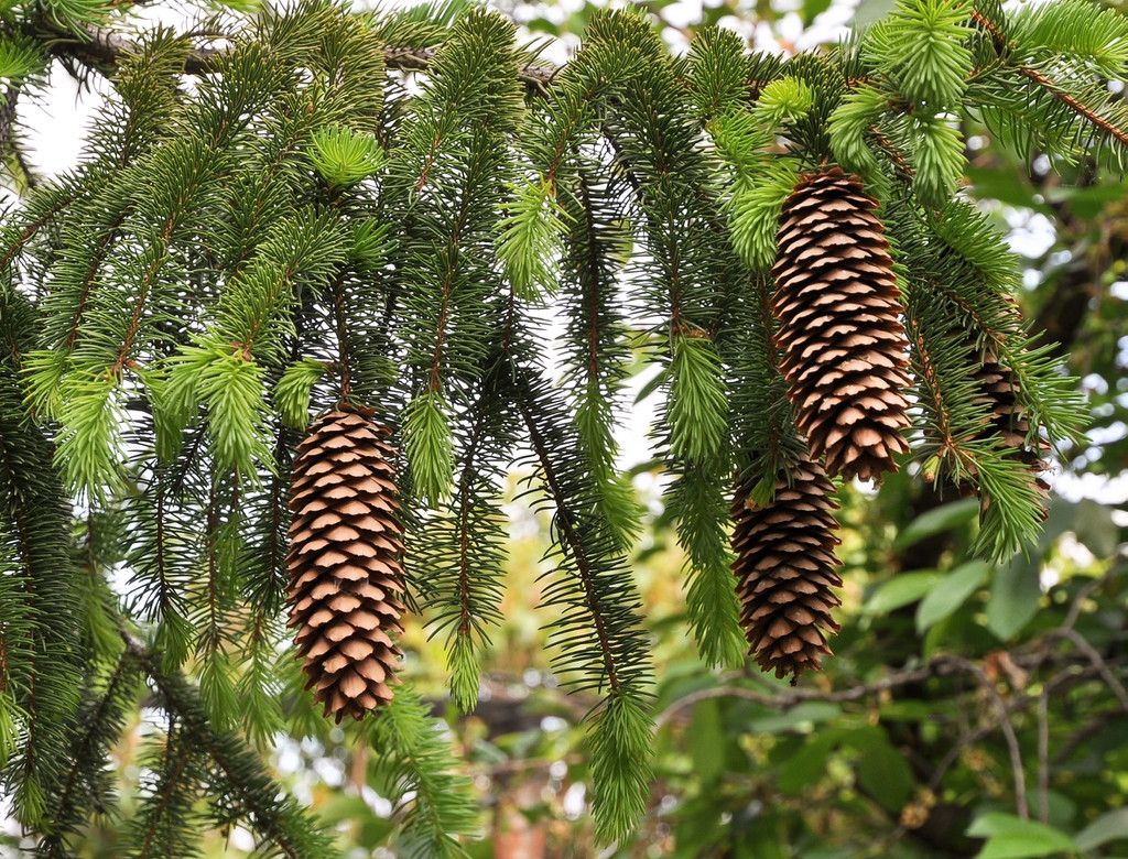 picea_abies_ncsu.jpg