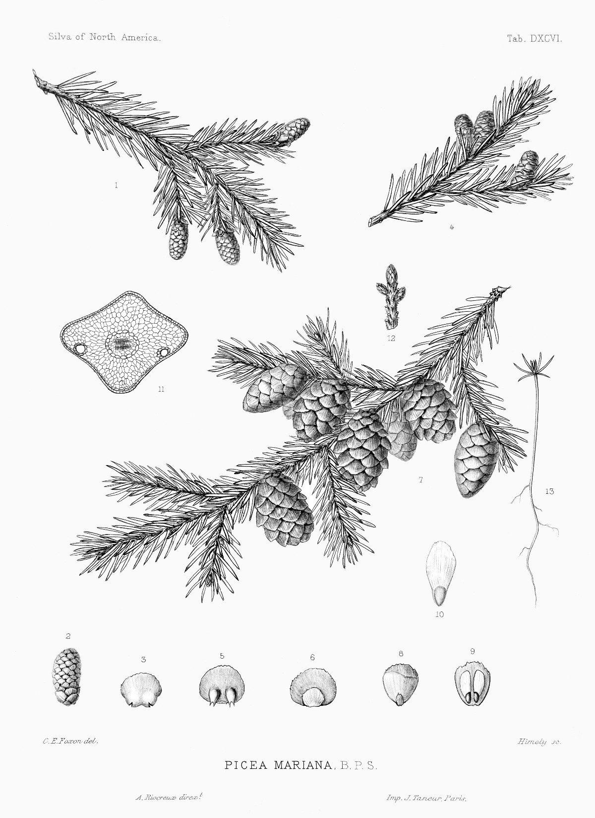 picea_mariana.jpg
