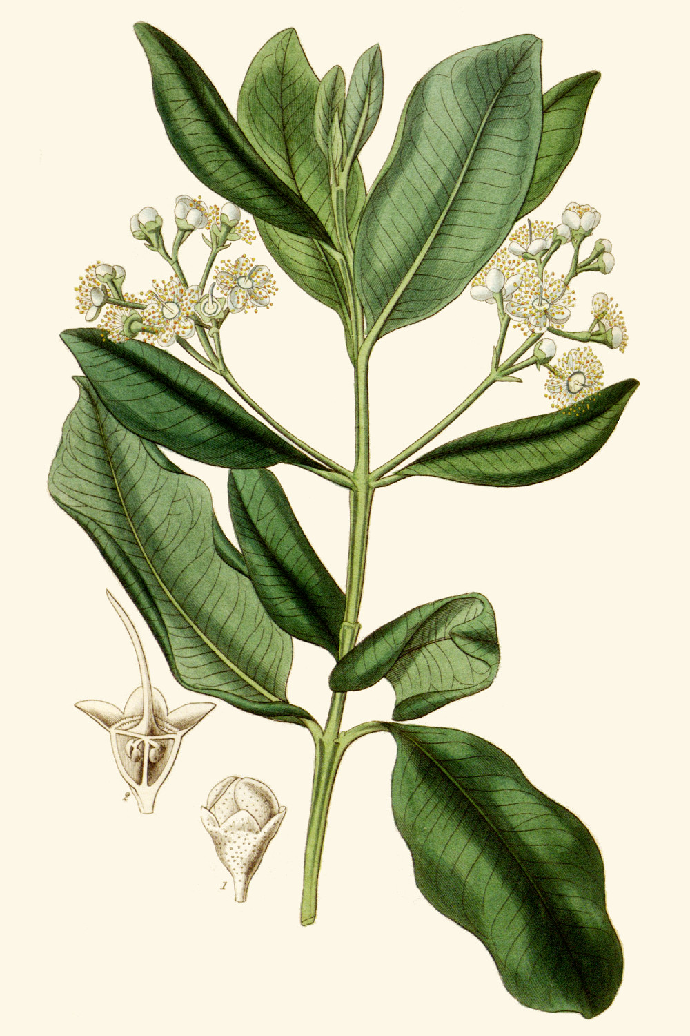 pimenta_racemosa.jpg