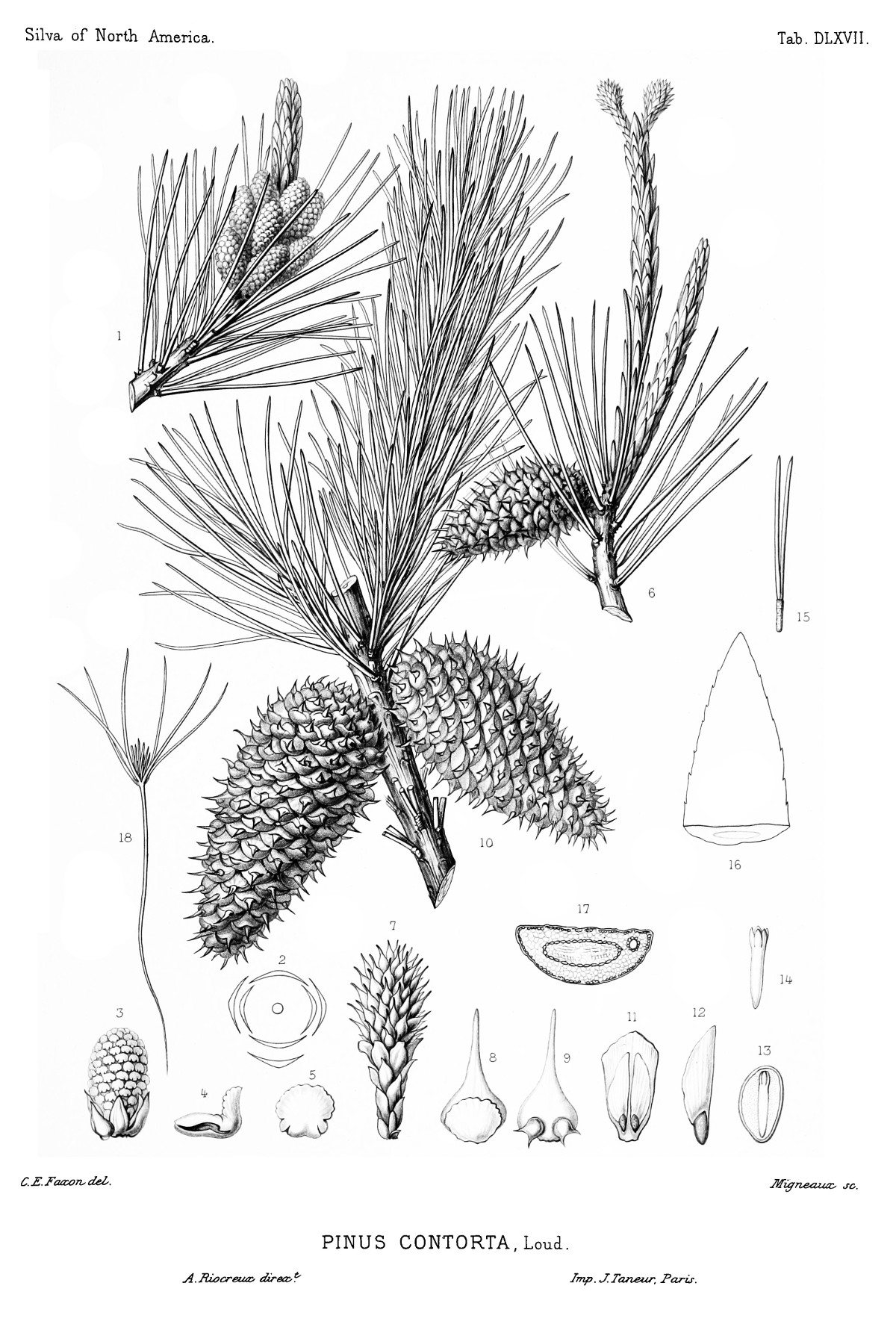 pinus_contorta.jpg