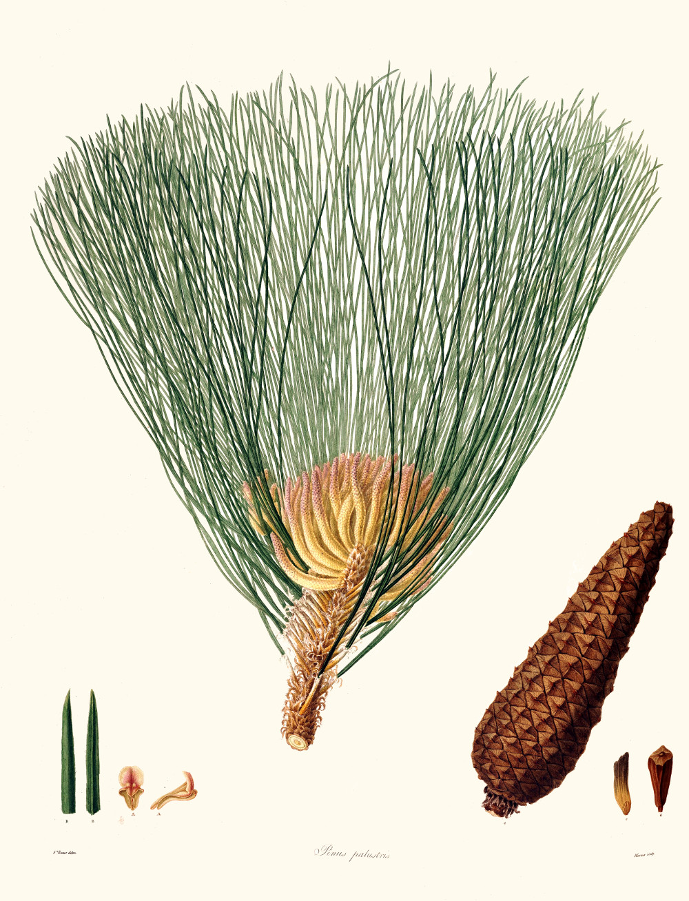 pinus_palustris.jpg