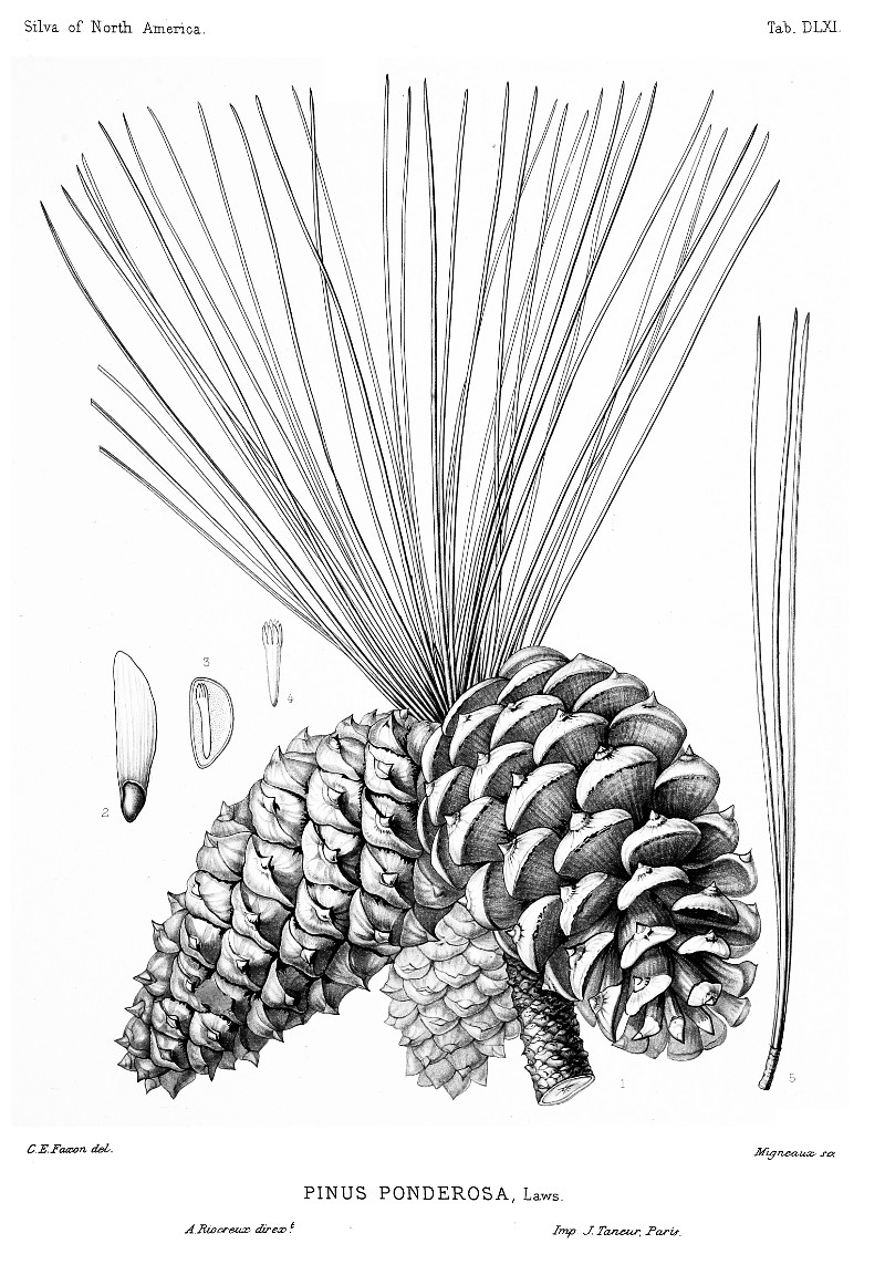 pinus_ponderosa.jpg