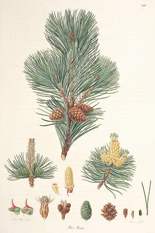 pinus_pumilio.jpg
