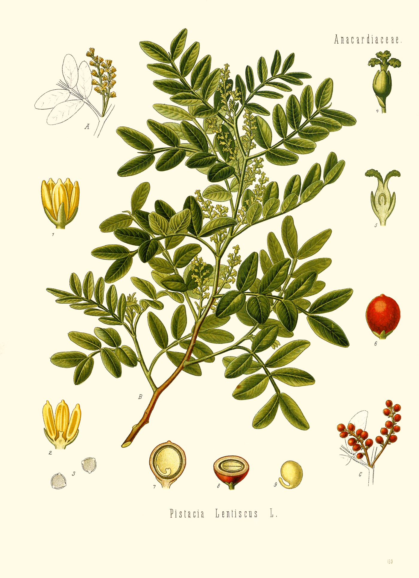 pistacia_lentiscus.jpg