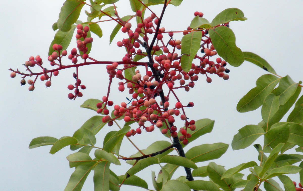 pistacia_terebinthus_frutos.jpg