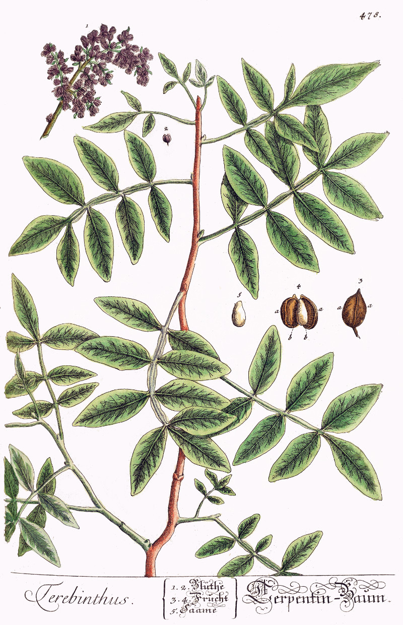 pistacia_therebinthus.jpg