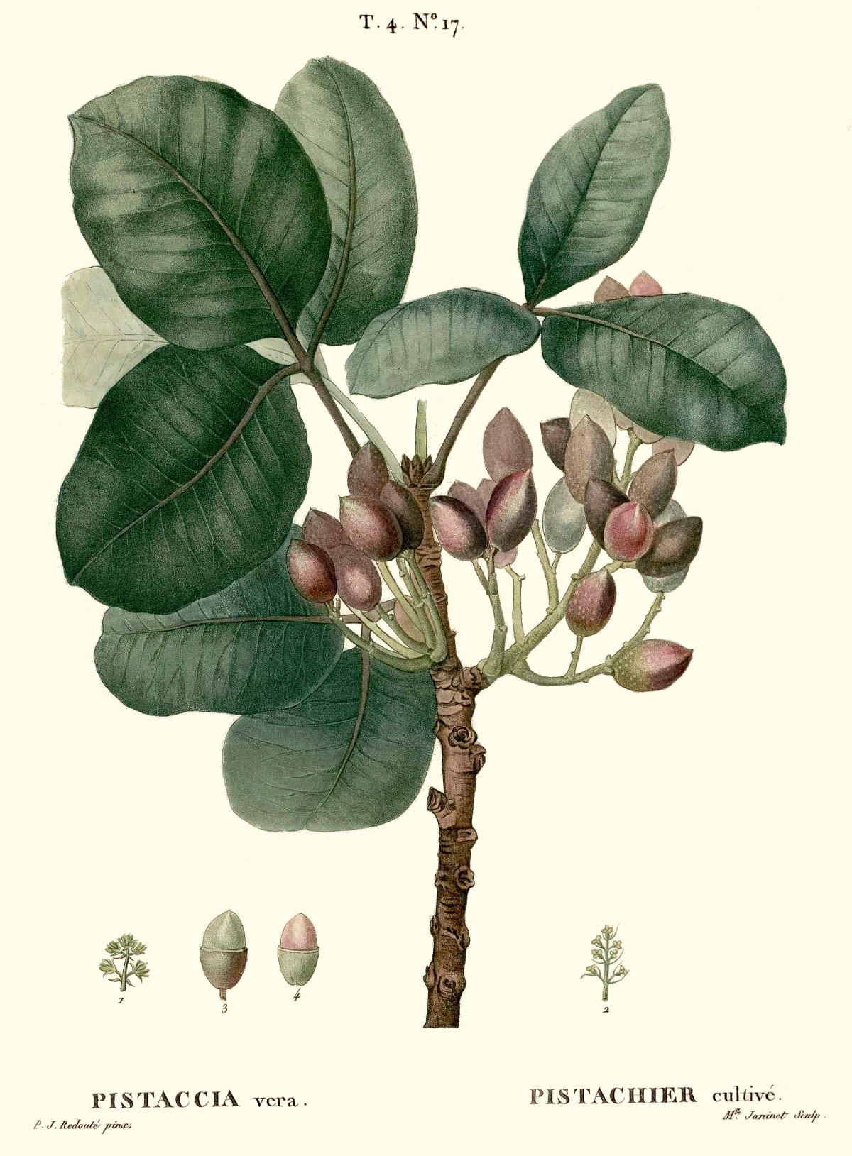 pistacia_vera.jpg