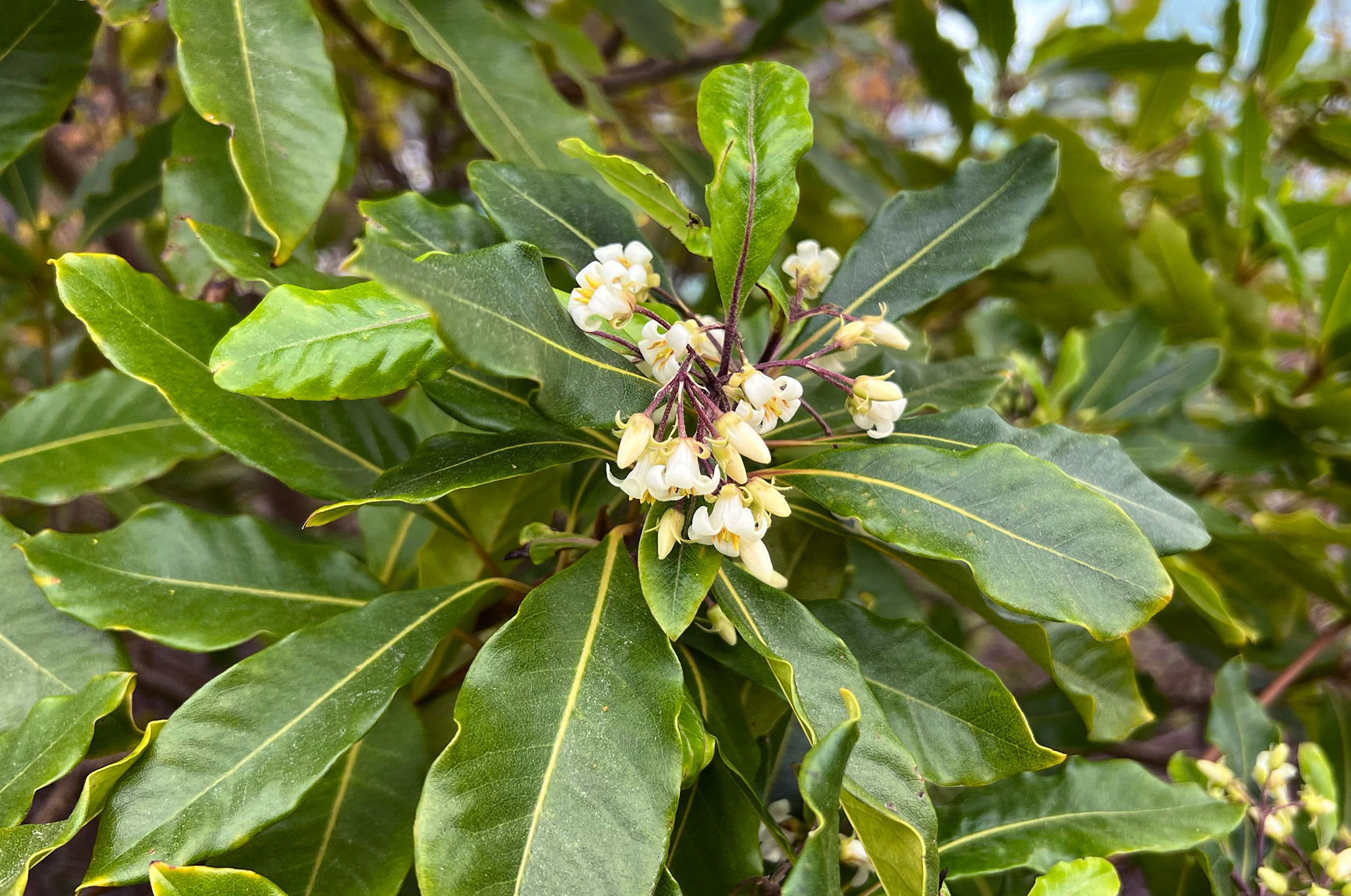 Pittosporum undulatum