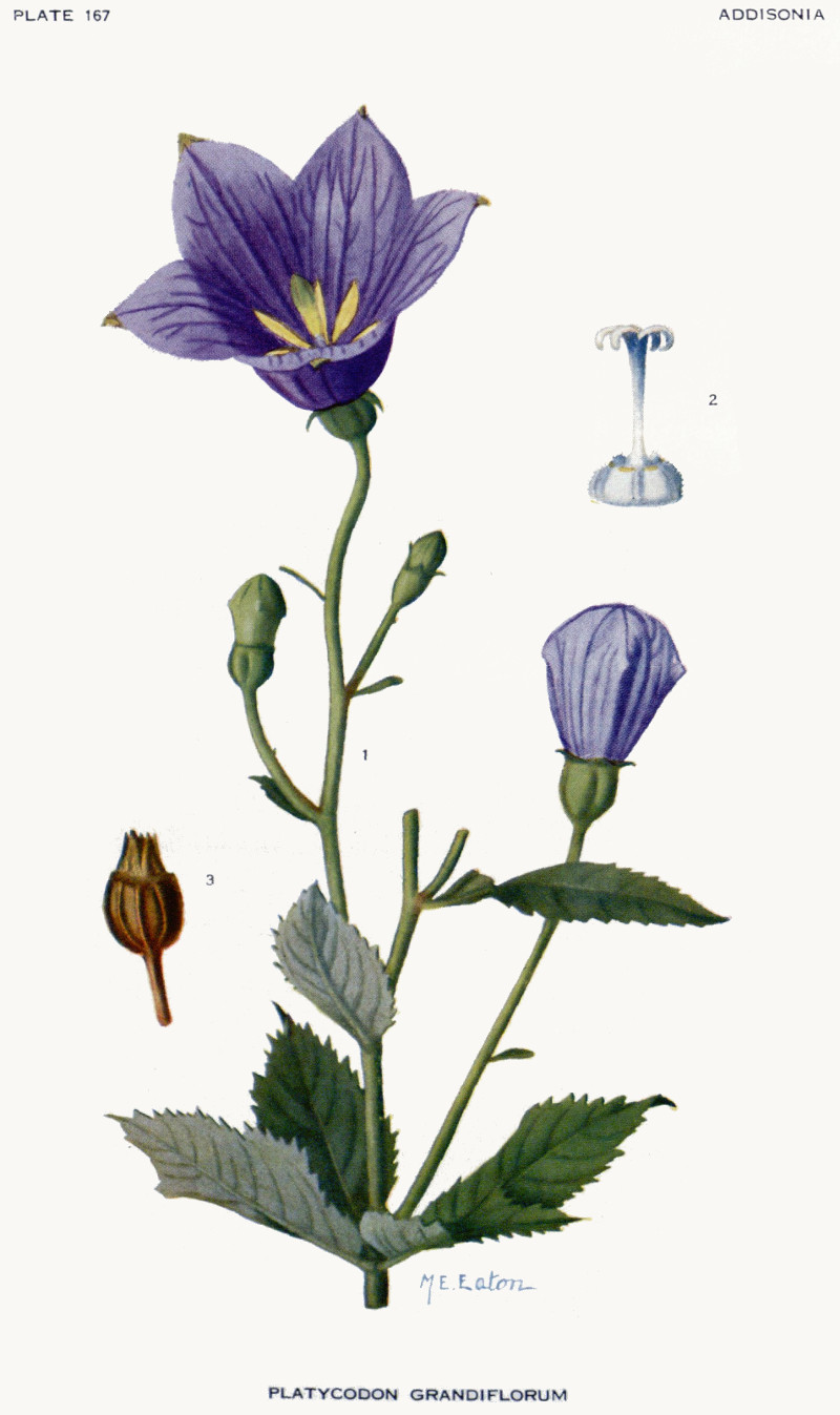 platycodon_grandiflorus.jpg