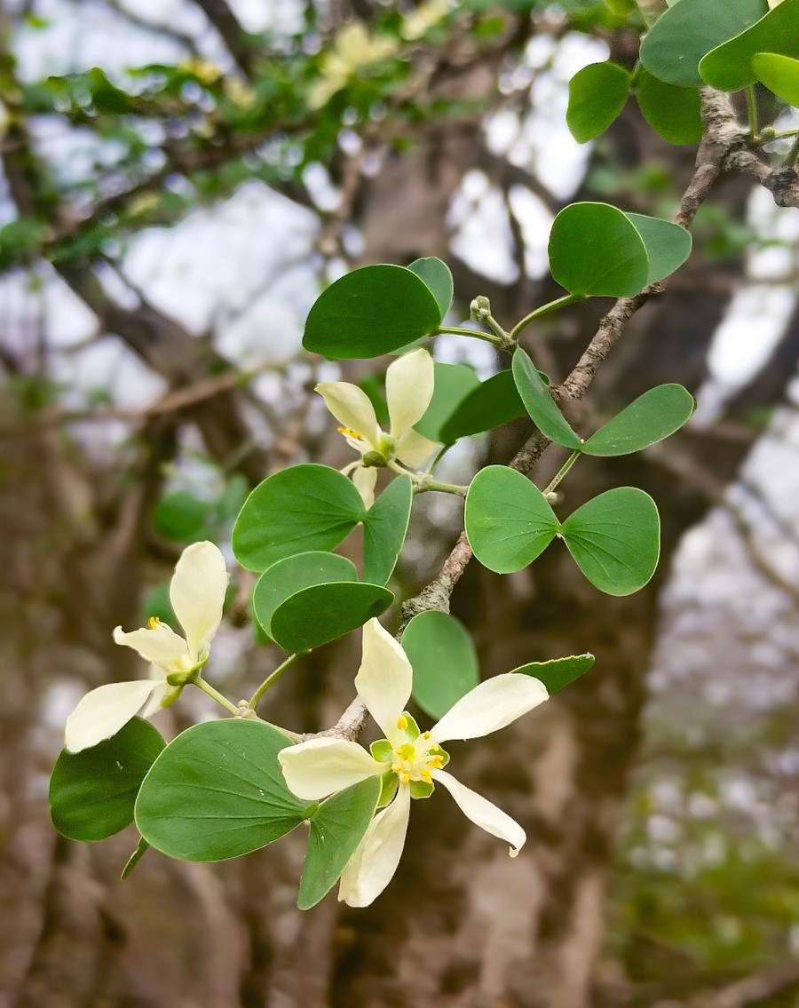Plectrocarpa sarmientoi