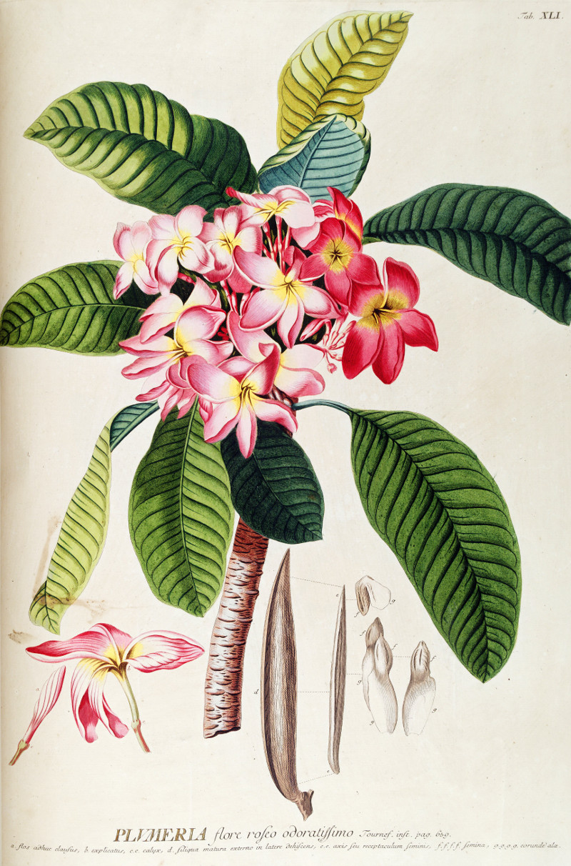 plumeria_rubra.jpg
