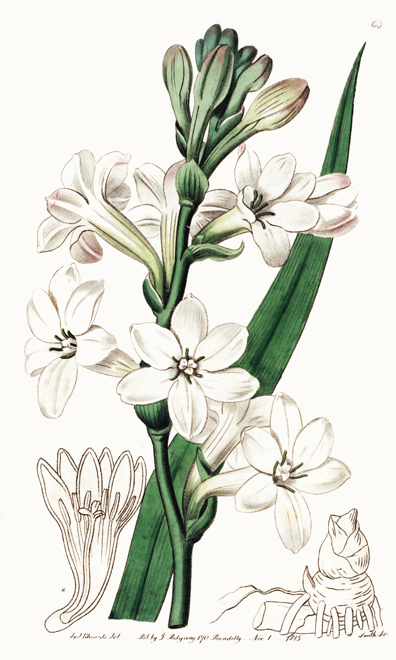 polianthes_tuberosa.jpg