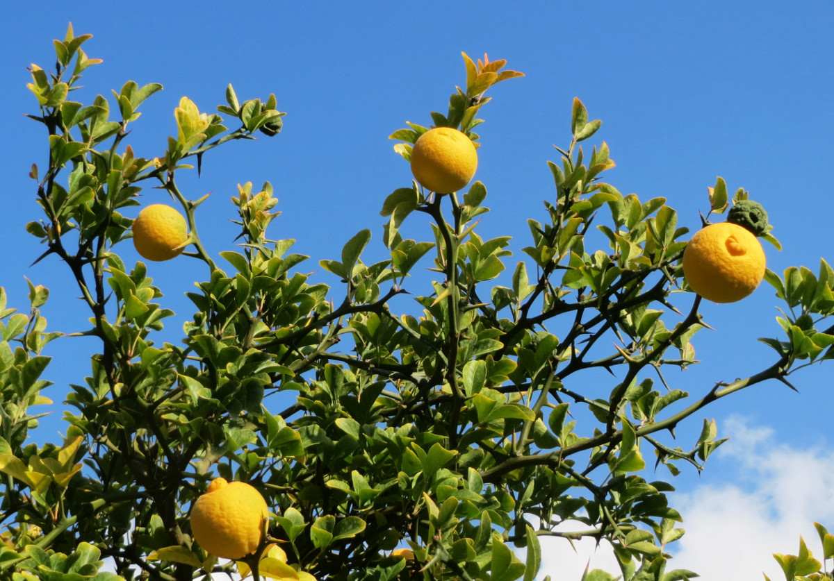 poncirus_trifoliata.jpg