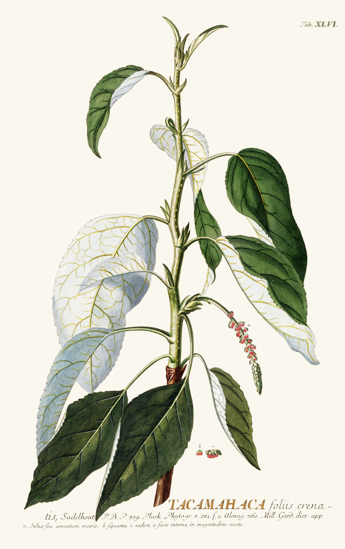 populus_balsamifera.jpg