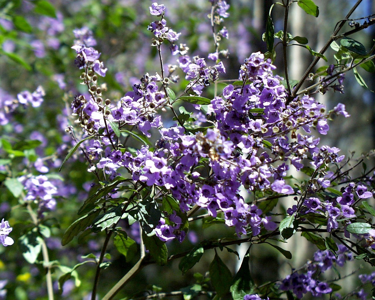 prostanthera_melissifolia.jpg