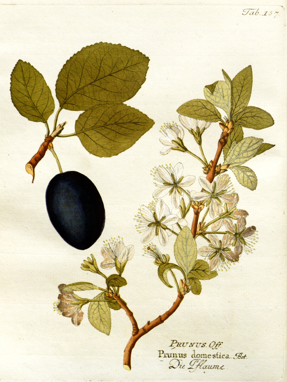 prunus_domestica.jpg