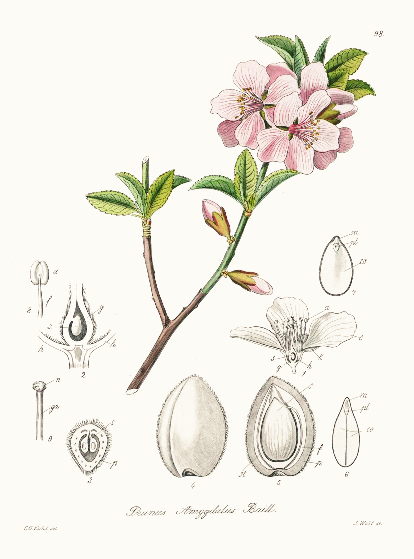 prunus_dulcis.jpg