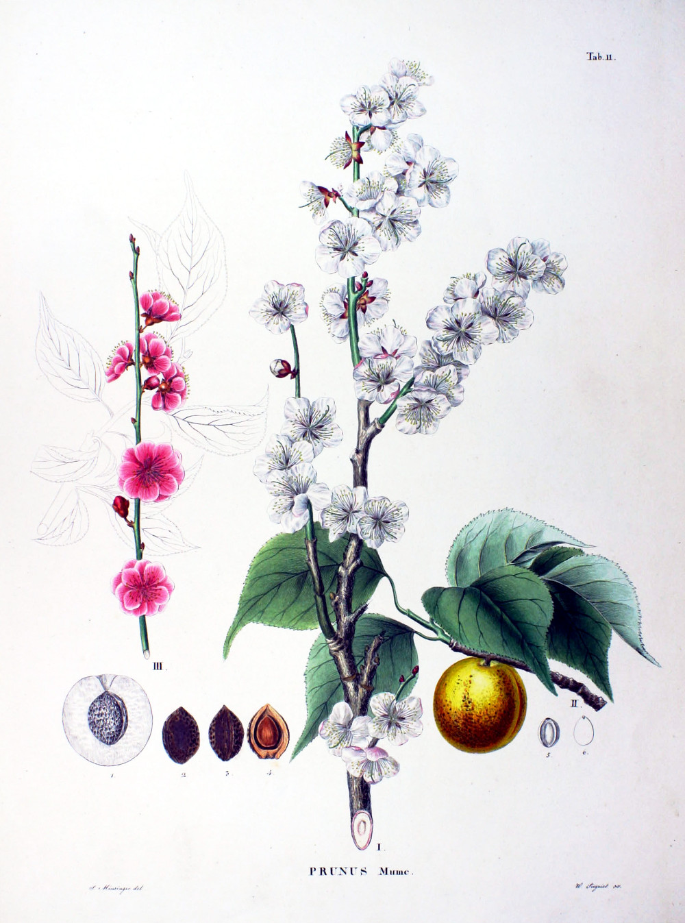 prunus_mume.jpg