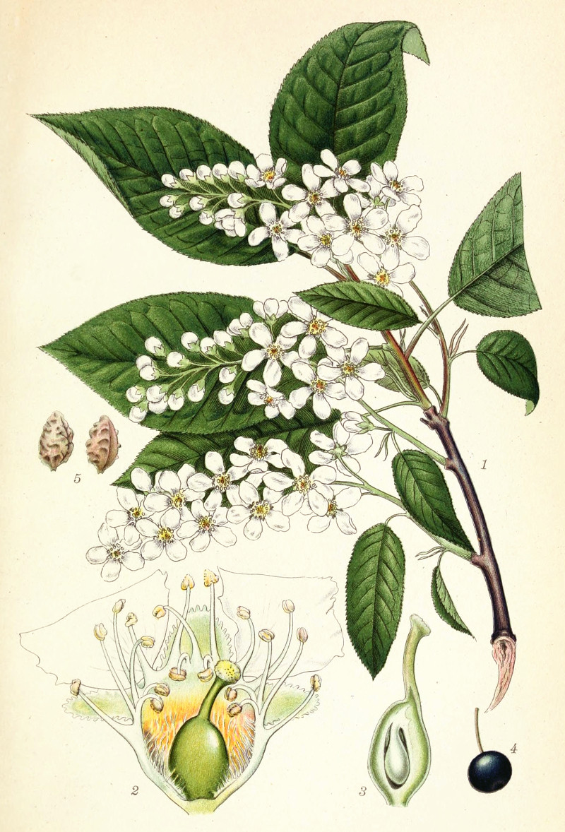 prunus_padus.jpg