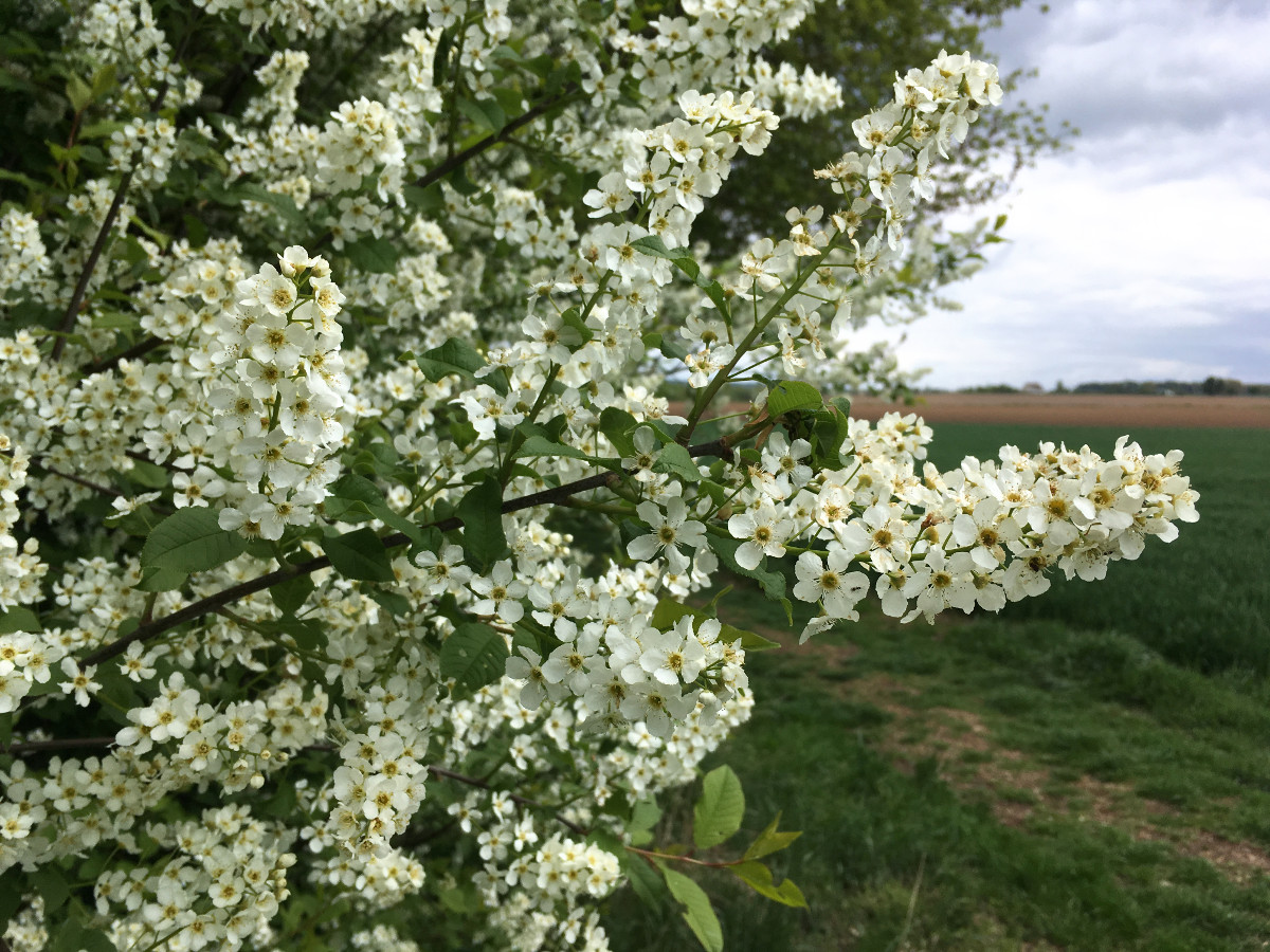 prunus_padusimg_2628.jpg