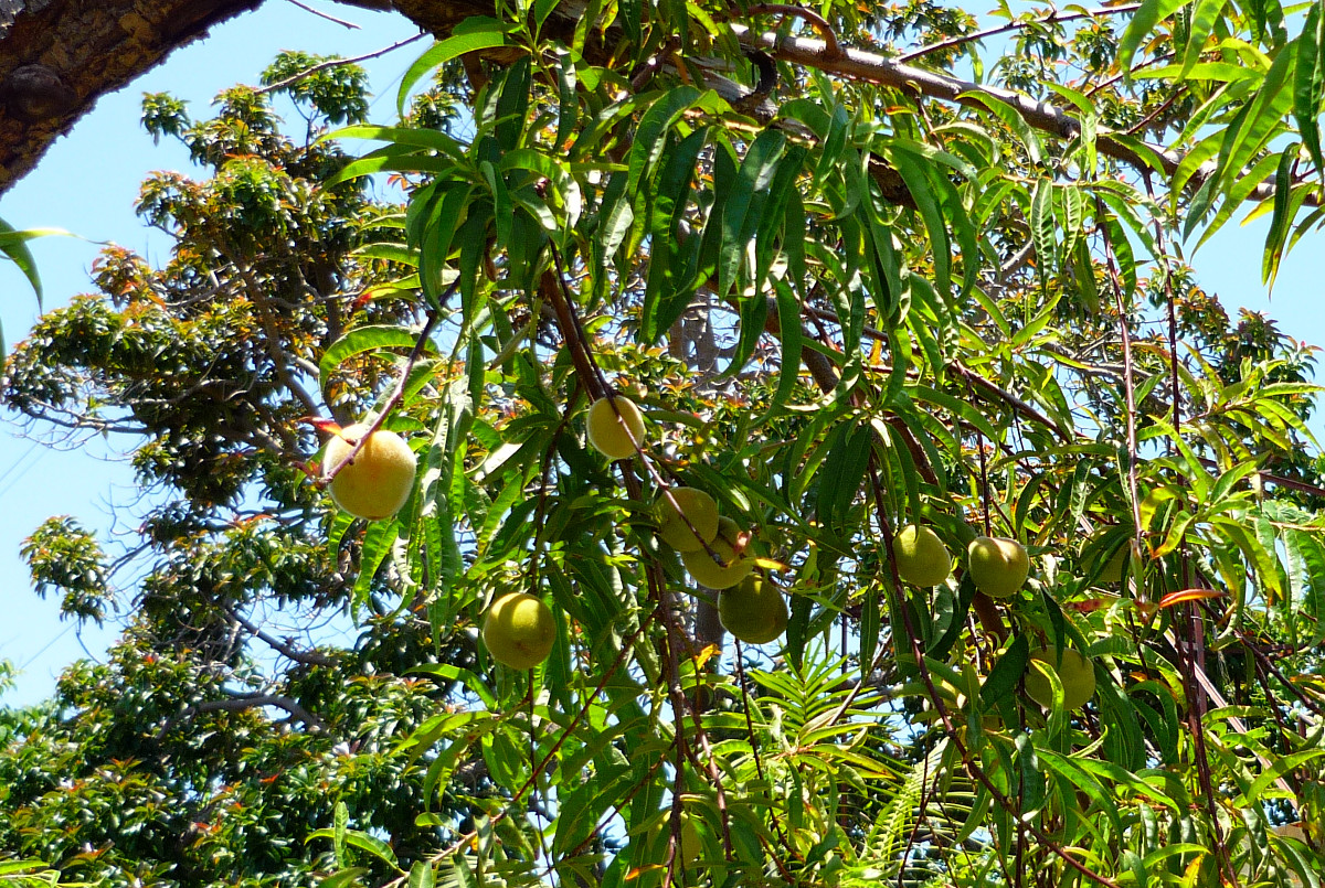 prunus_persica_madeira.jpg