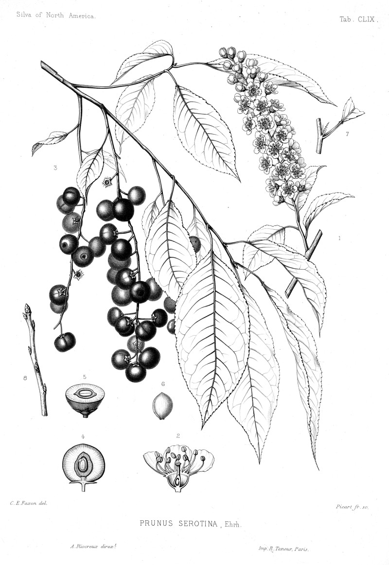 prunus_serotina.jpg