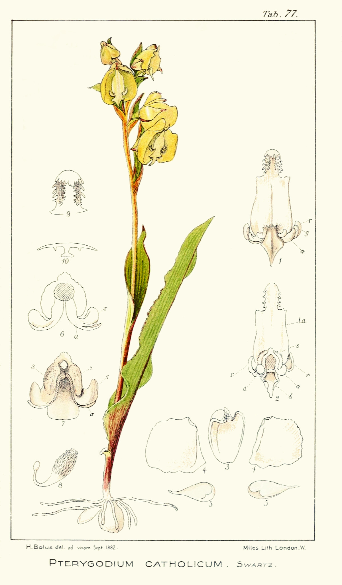 pterygodium_catholicumbolus.jpg