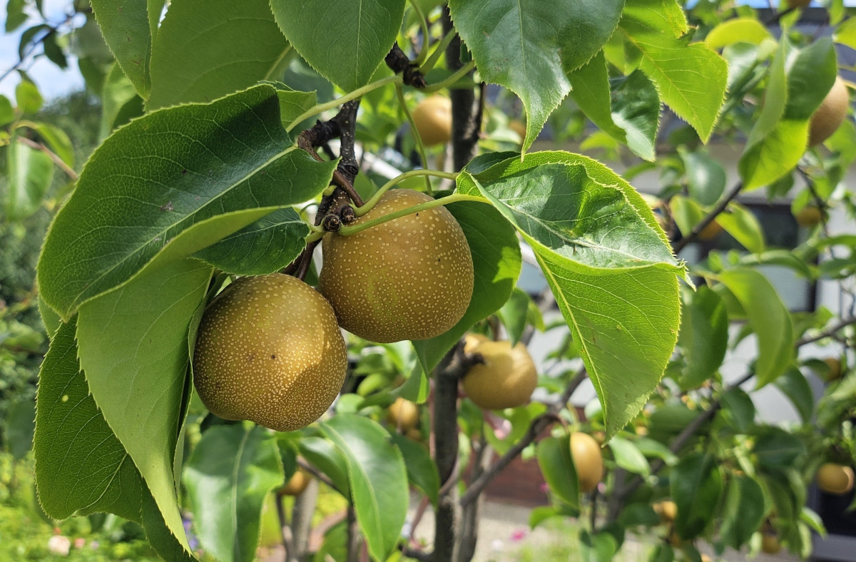 pyrus_pyri.jpg